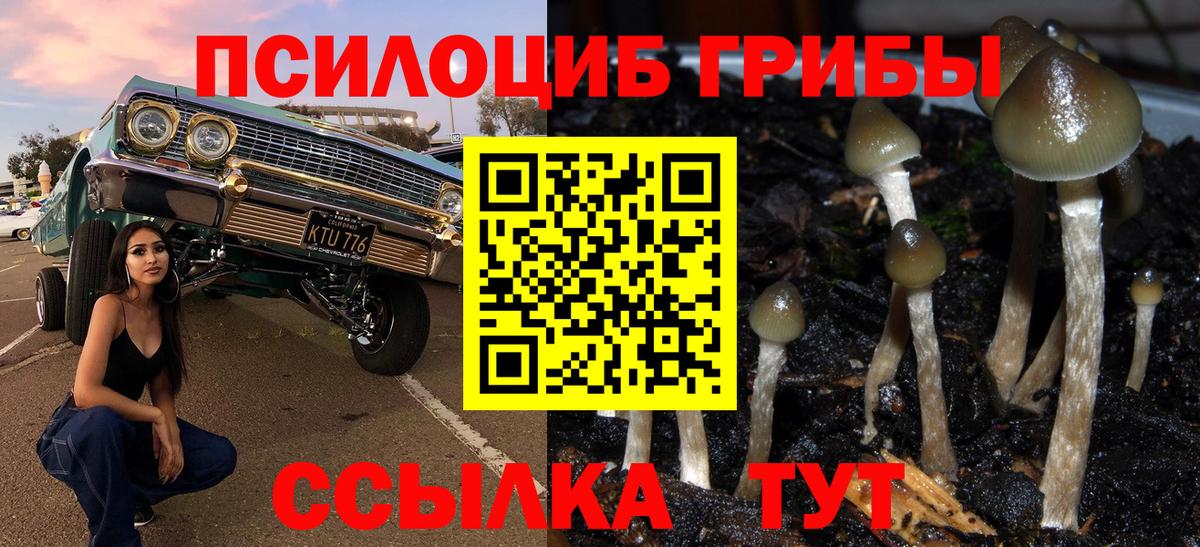 Галлюциногенные грибы Psilocybine cubensis Саратов